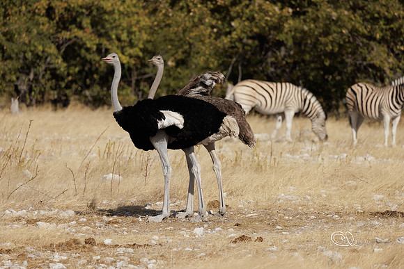 PCh - Wildlife - 032A5631