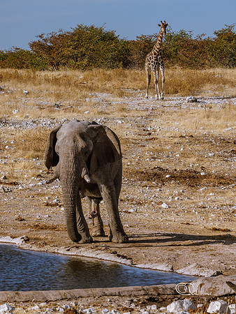 PCh - Wildlife - 032A5700