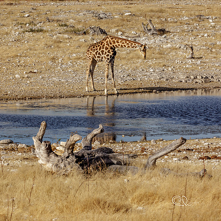 PCh - Wildlife - 032A5714