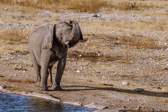PCh - Wildlife - 032A5721