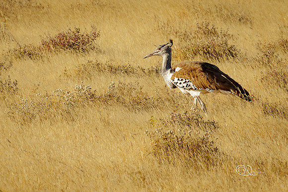 Outarde Kori - Etosha - Namibia
