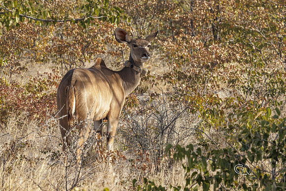 PCh - Wildlife - 032A5744