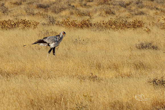PCh - Wildlife - 032A5778