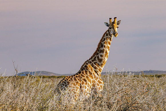 PCh - Wildlife - 032A5786