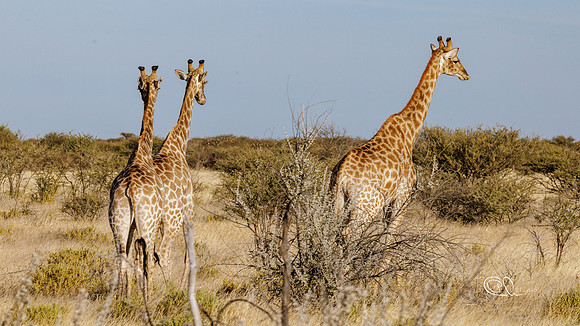 PCh - Wildlife - 032A5796