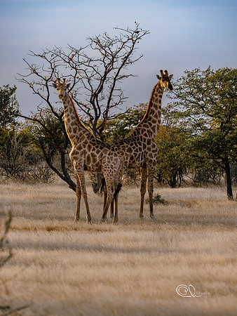 PCh - Wildlife - 032A5818