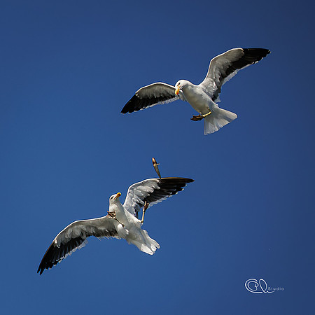 PCh - Wildlife - 032A6417