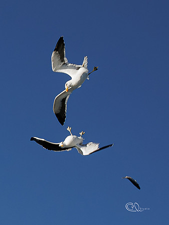 PCh - Wildlife - 032A6420