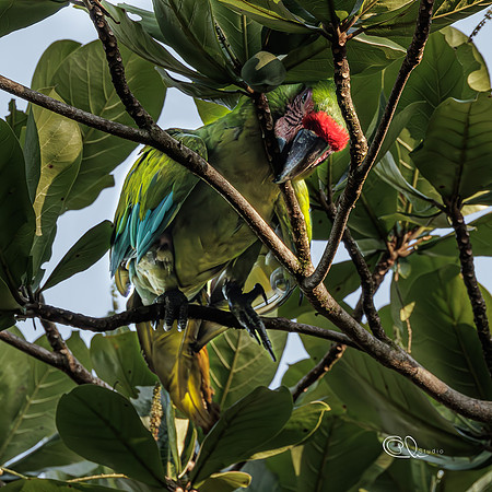 PCh - Wildlife - 032A7263