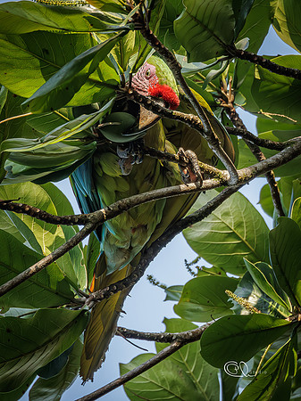 PCh - Wildlife - 032A7265
