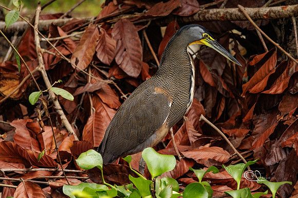 PCh - Wildlife - 032A7315