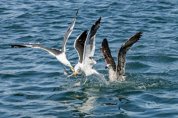 PCh - Wildlife - 032A7316