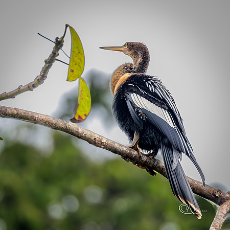 PCh - Wildlife - 032A7329