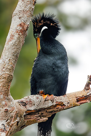 PCh - Wildlife - 032A7350
