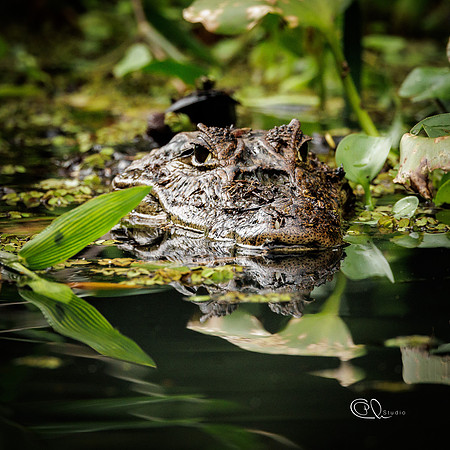 PCh - Wildlife - 032A7354