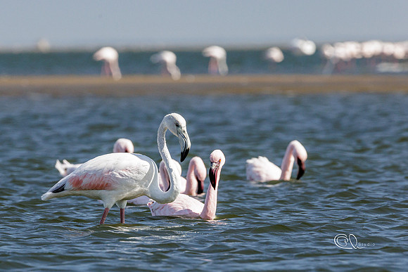 PCh - Wildlife - 032A7359