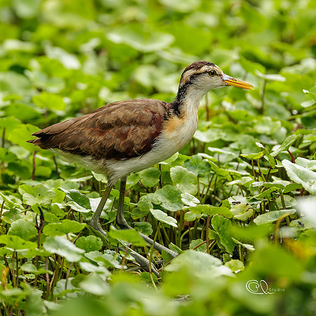 PCh - Wildlife - 032A7364