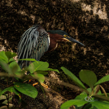 PCh - Wildlife - 032A7373