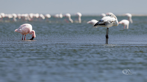 PCh - Wildlife - 032A7383