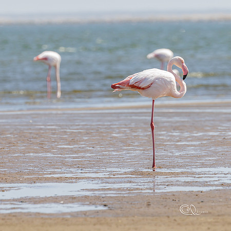 PCh - Wildlife - 032A7414