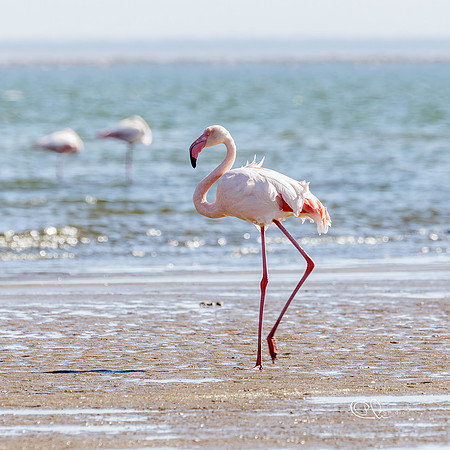 PCh - Wildlife - 032A7428