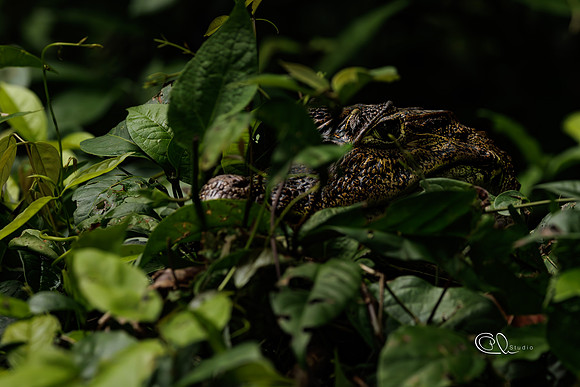 PCh - Wildlife - 032A7453