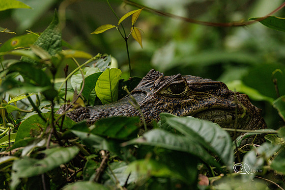 PCh - Wildlife - 032A7455