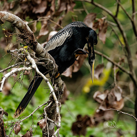 PCh - Wildlife - 032A7465