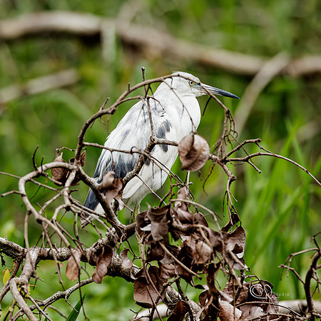 PCh - Wildlife - 032A7467