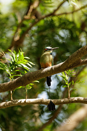 PCh - Wildlife - 032A7798