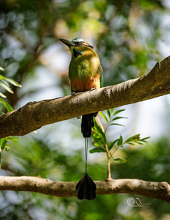 PCh - Wildlife - 032A7800