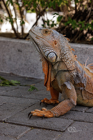PCh - Wildlife - 032A7821
