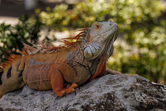 PCh - Wildlife - 032A7838