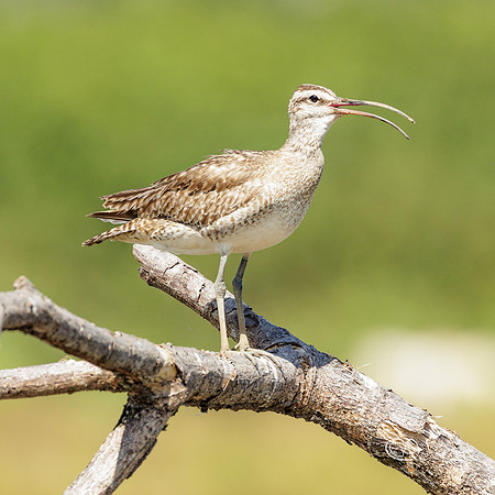 PCh - Wildlife - 032A8632