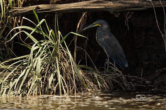 PCh - Wildlife - 032A8660