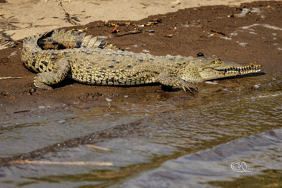 PCh - Wildlife - 032A8680