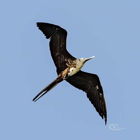 PCh - Wildlife - 032A8769
