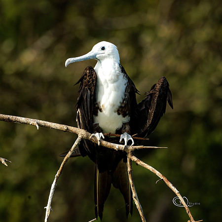 PCh - Wildlife - 032A8800