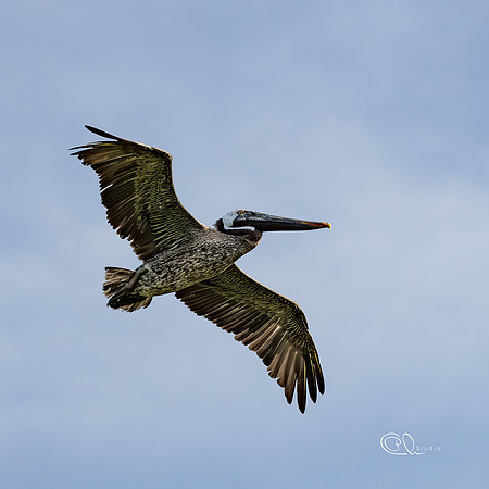 PCh - Wildlife - 032A8818