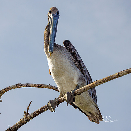 PCh - Wildlife - 032A8829