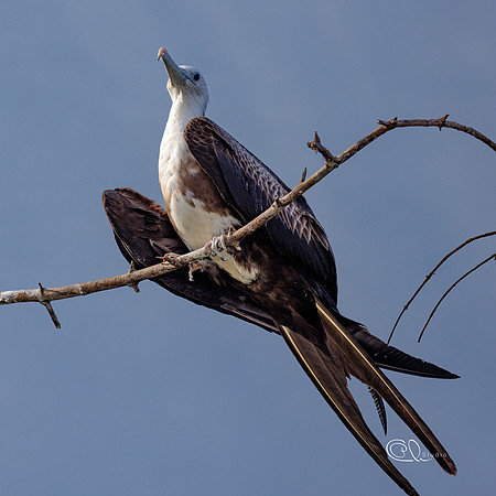 PCh - Wildlife - 032A8832