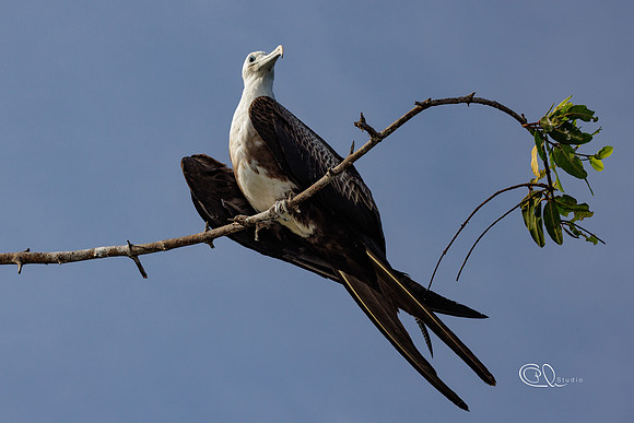 PCh - Wildlife - 032A8833