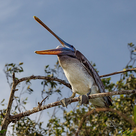 PCh - Wildlife - 032A8836