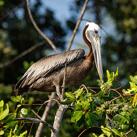PCh - Wildlife - 032A8846