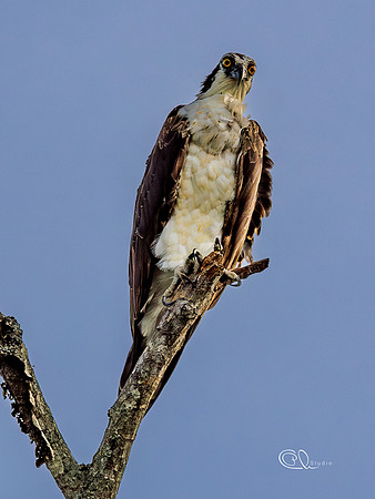 PCh - Wildlife - 032A8849