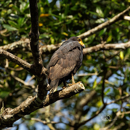 PCh - Wildlife - 032A8851