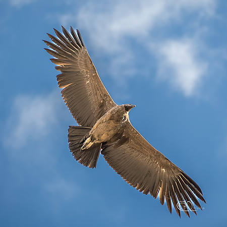 PCh - Wildlife - PR4A1902