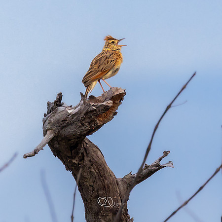 PCh - Wildlife- Bird_32A1420